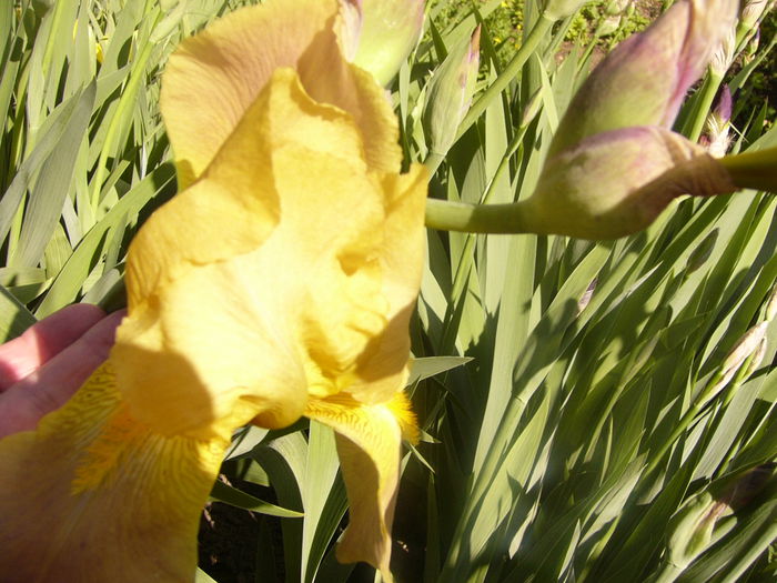 Iris Bottled Sunshine