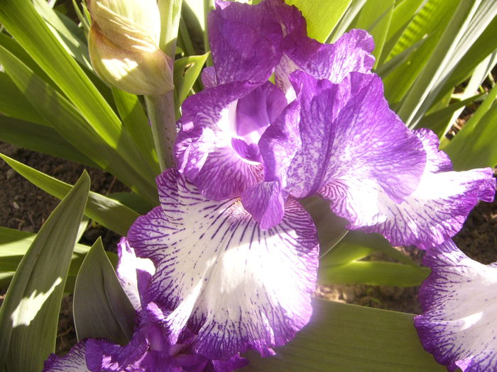 Iris Art Deco