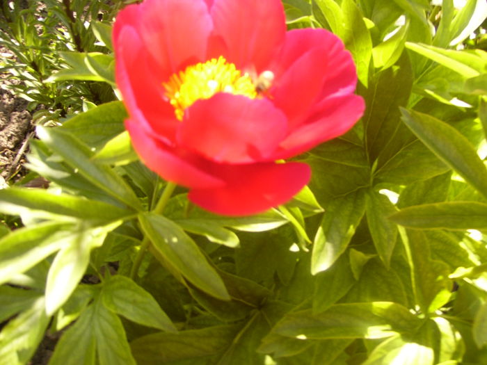 P1230522 - ANUL 2015