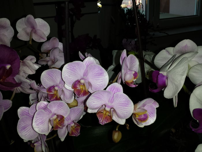194 - Orhidee - 2015