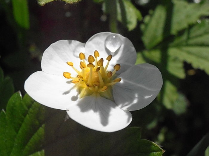 P5120010 - STROPI SI PICATURI