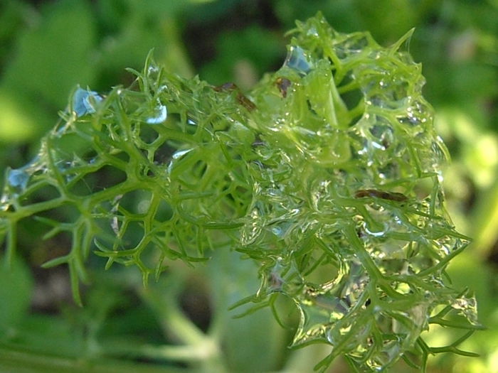 P5120023 - STROPI SI PICATURI