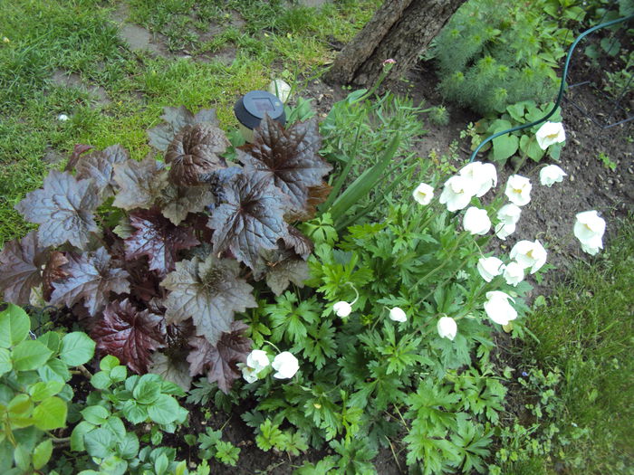 Purple Palace - 2016 Heuchera