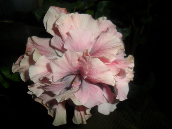 beedrom eyes-a doua zi