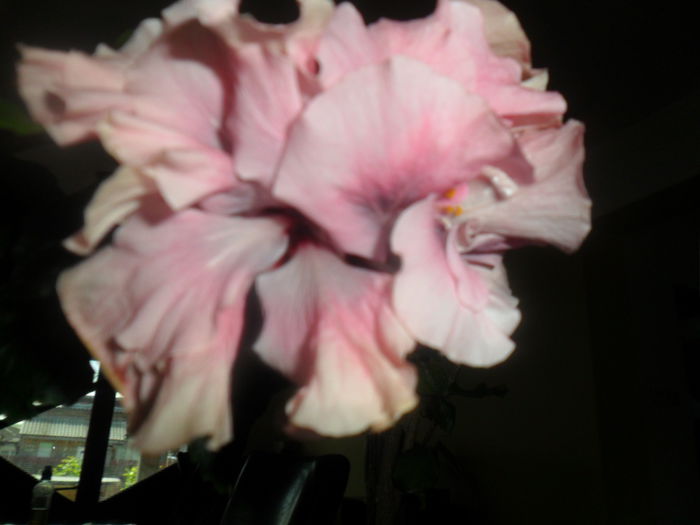 SAM_5071 - beedrom eyes