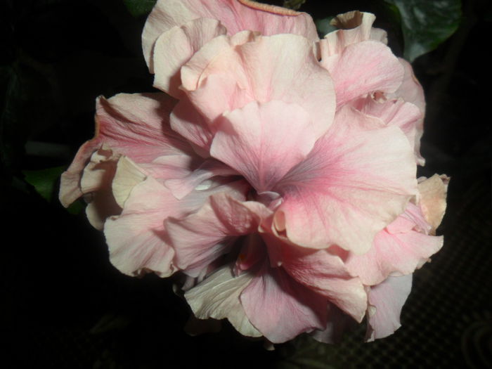 SAM_5075 - beedrom eyes