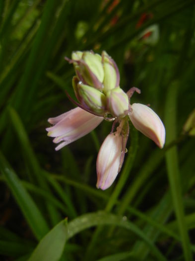 Hyacinthoides hispanica (2015, May 01) - HYACINTHOIDES Hispanica