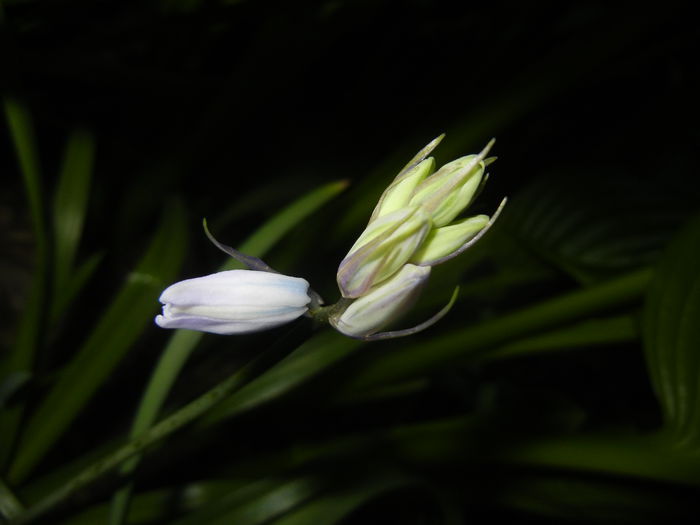 Hyacinthoides hispanica (2015, May 03) - HYACINTHOIDES Hispanica