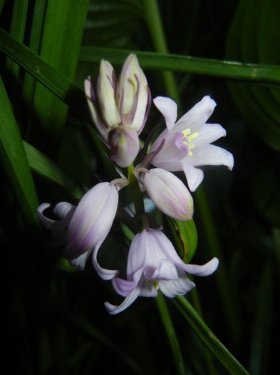 Hyacinthoides hispanica (2015, May 03) - HYACINTHOIDES Hispanica
