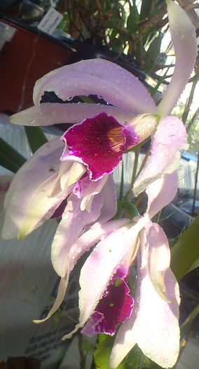 russeliana x delicata12mai2015 - Laelia