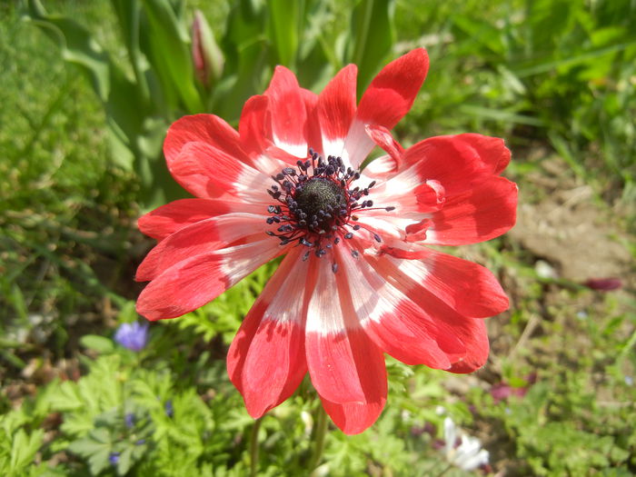 Anemone The Governor (2015, May 01)