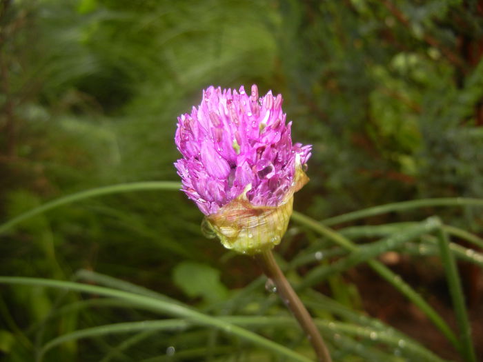 Allium Purple Sensation (2015, May 01) - Allium aflatunense Purple