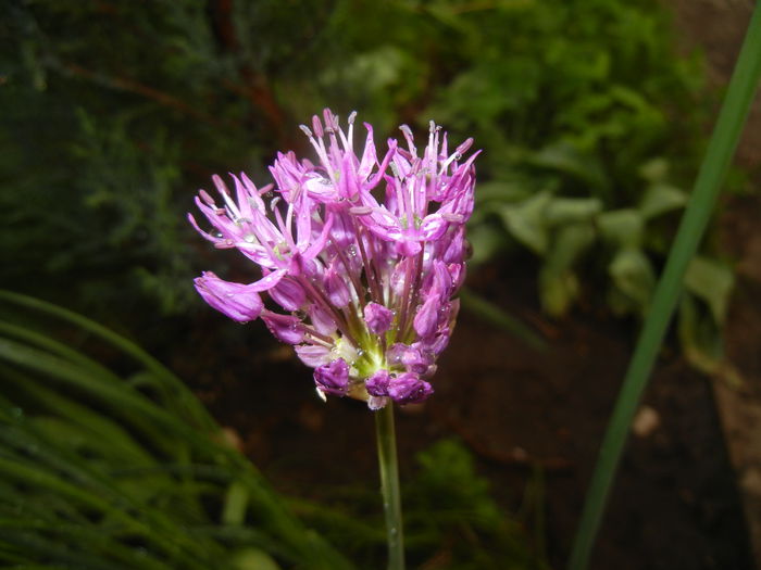 Allium Purple Sensation (2015, May 01) - Allium aflatunense Purple