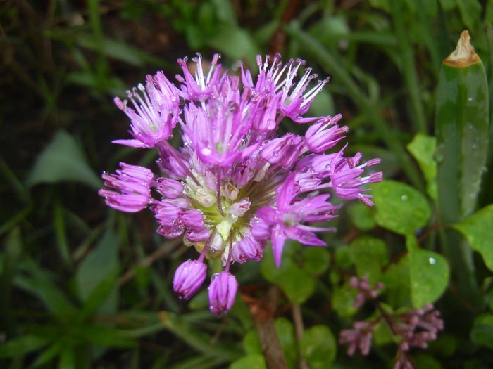 Allium Purple Sensation (2015, May 01) - Allium aflatunense Purple
