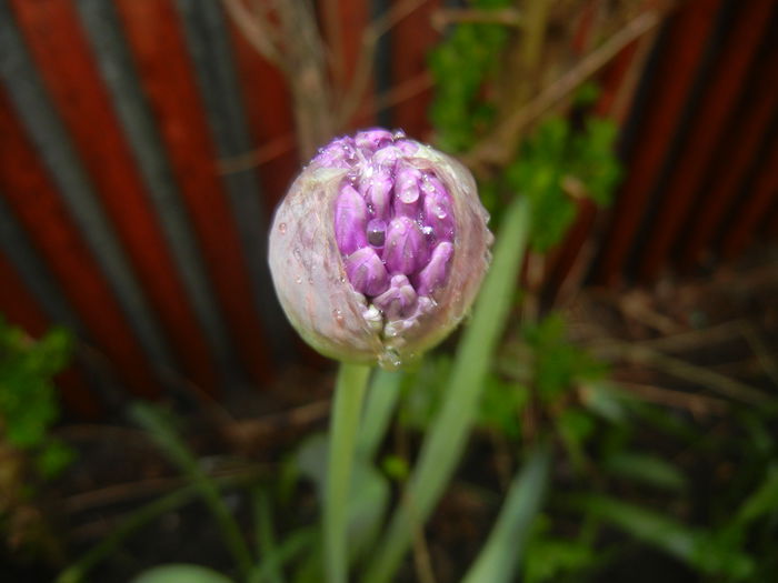 Allium Purple Sensation (2015, May 01) - Allium aflatunense Purple