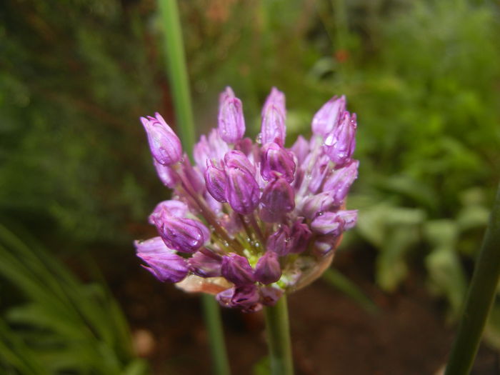 Allium Purple Sensation (2015, May 01) - Allium aflatunense Purple
