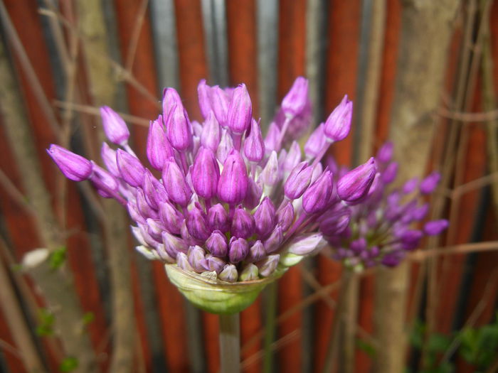 Allium Purple Sensation (2015, May 01) - Allium aflatunense Purple