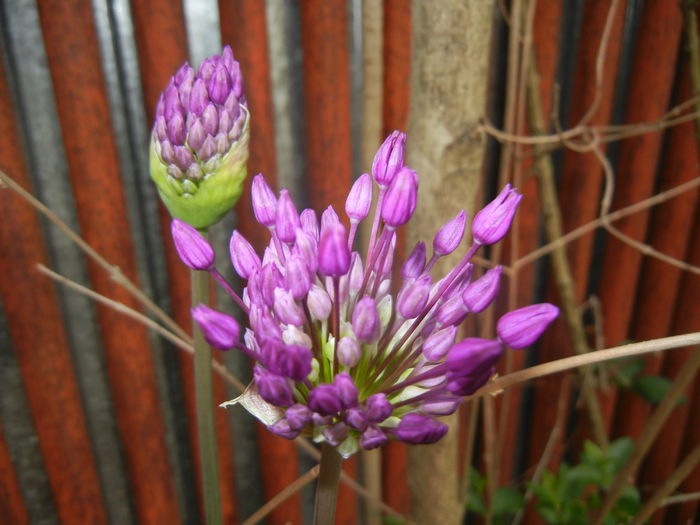 Allium Purple Sensation (2015, May 01) - Allium aflatunense Purple