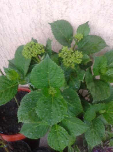 bobocei hortensie, o astept sa infloreasca  - flori 2015