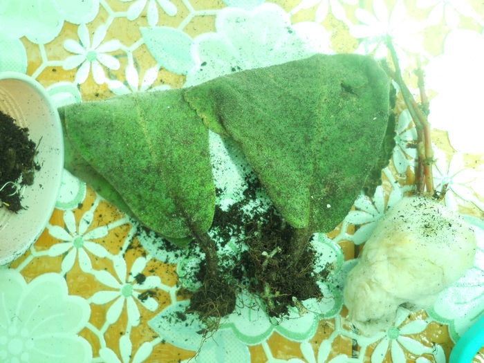 DSCN7626
