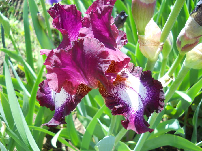 Tennison Ridge - iris 2015