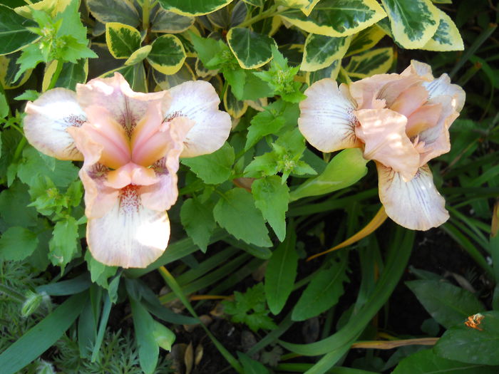 DSCN6523 - iris 2015
