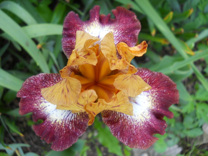 Brodway Baby - iris 2015