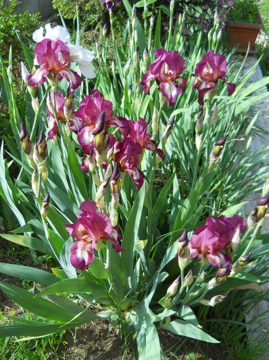 DSCN6548 - iris 2015