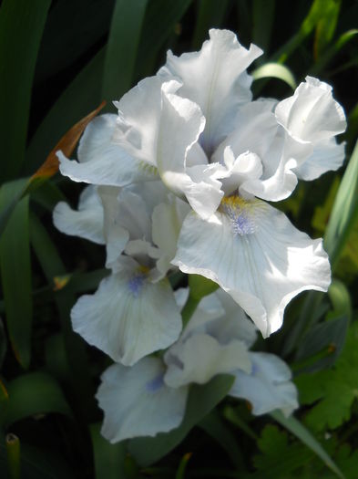 Alabaster