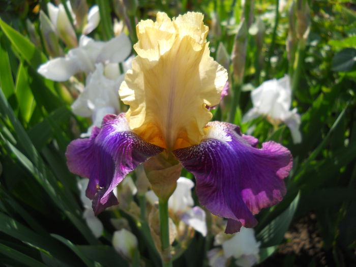 DSCN6537 - iris 2015