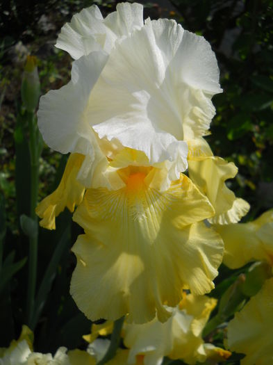 DSCN6533 - iris 2015