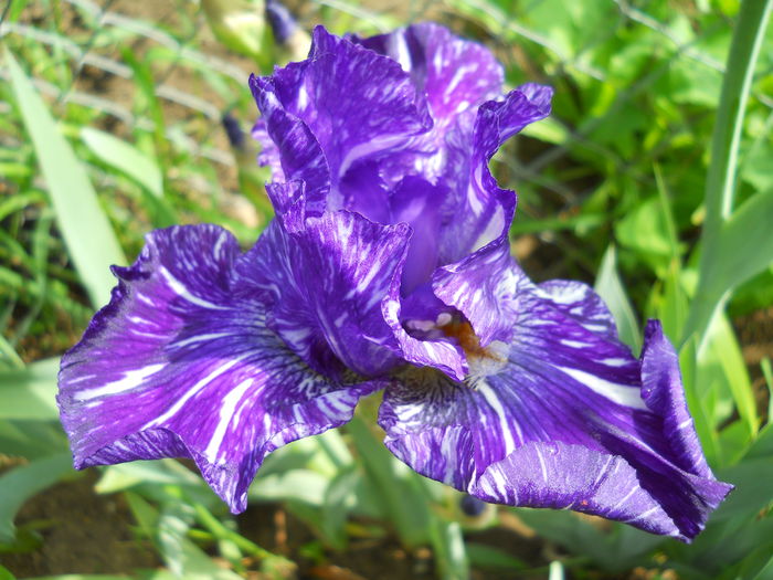 DSCN6567