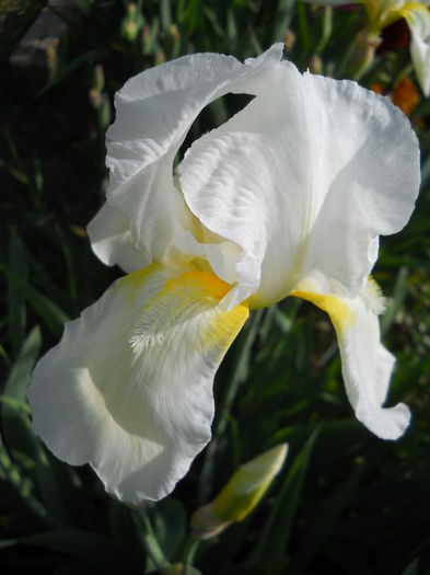 Magnolia