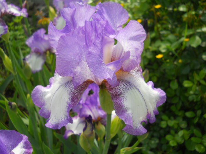 DSCN6557 - iris 2015