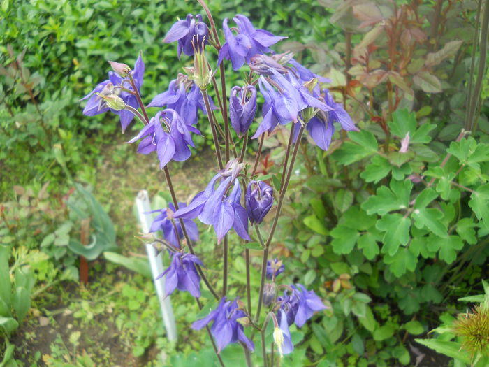 DSCN7596