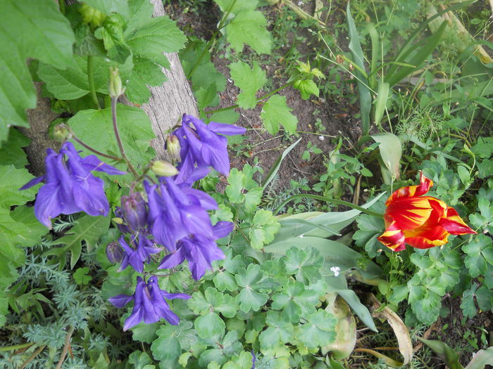 DSCN7597