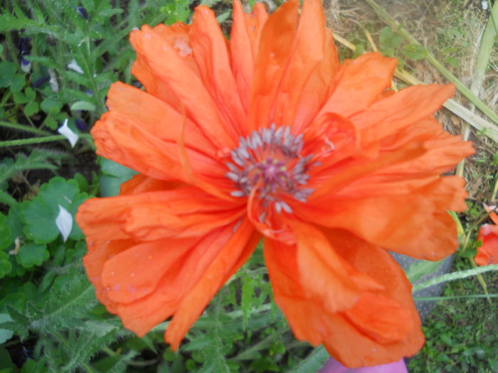 DSCN7604