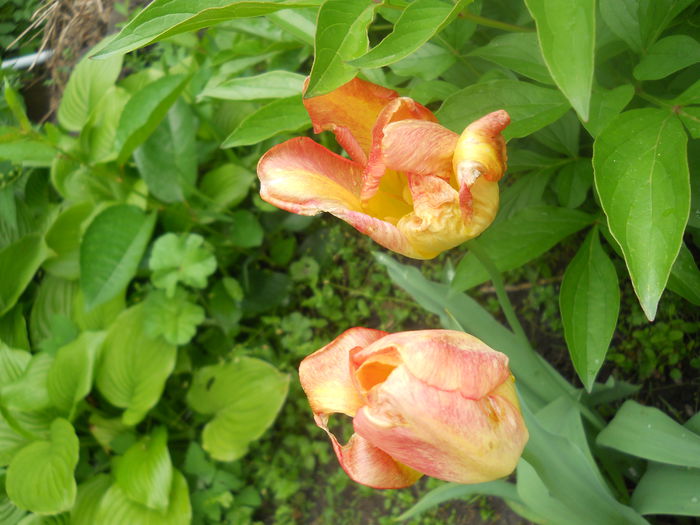 DSCN7606