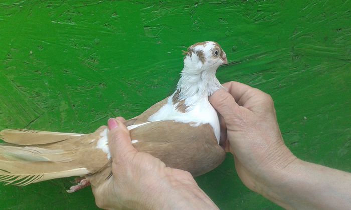 F 2014 XI - Galateni galbeni - rosii