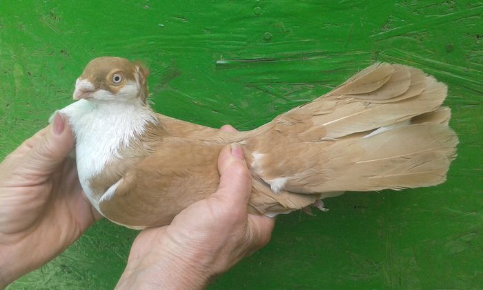 M 2014 16 PENE COADA