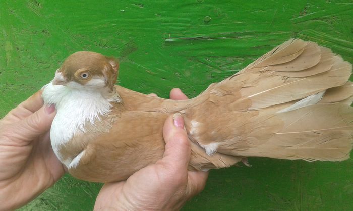 M 2014 16 PENE COADA