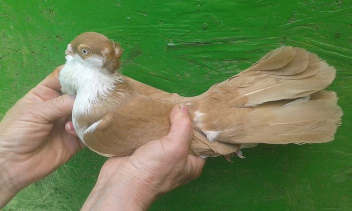 M 2014 16 PENE COADA