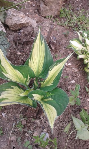 20150510_172335[1] - HOSTA