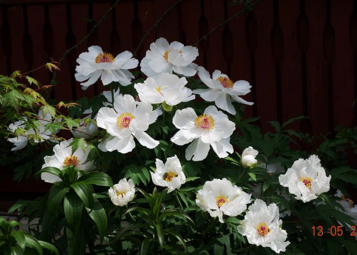 Alt Bujor alb,; Un alt arbustiv alb, cu floarea curată de data asta, si cu mijloc ciclam nu violet. Flori uriase
