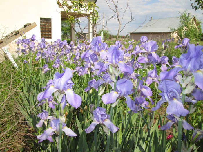 Iris Pallida