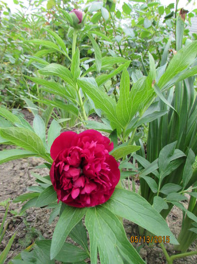 Rubra Plena