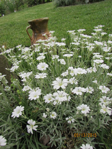 Cerastium tomentosum