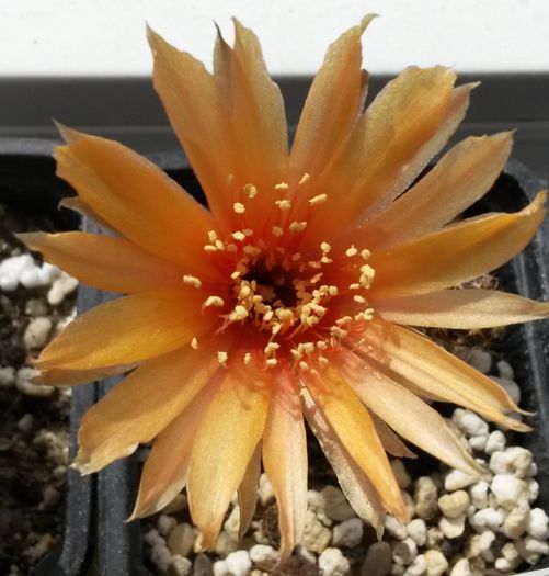 Lobivia arachnacantha