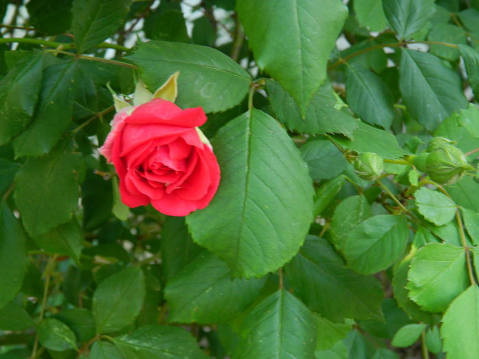 DSCN6440