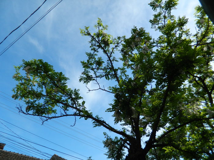 DSCN6446